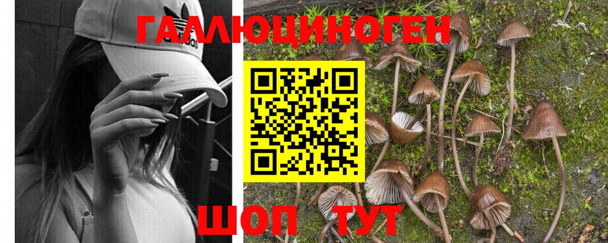 Псилоцибиновые грибы Psilocybine cubensis Тимашёвск